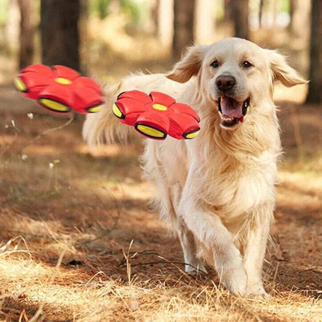 DogFri™ DiscBall 1+1 ZDARMA - Psí Disková Hračka