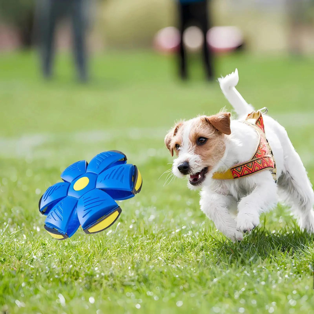 DogFri™ DiscBall 1+1 ZDARMA - Psí Disková Hračka