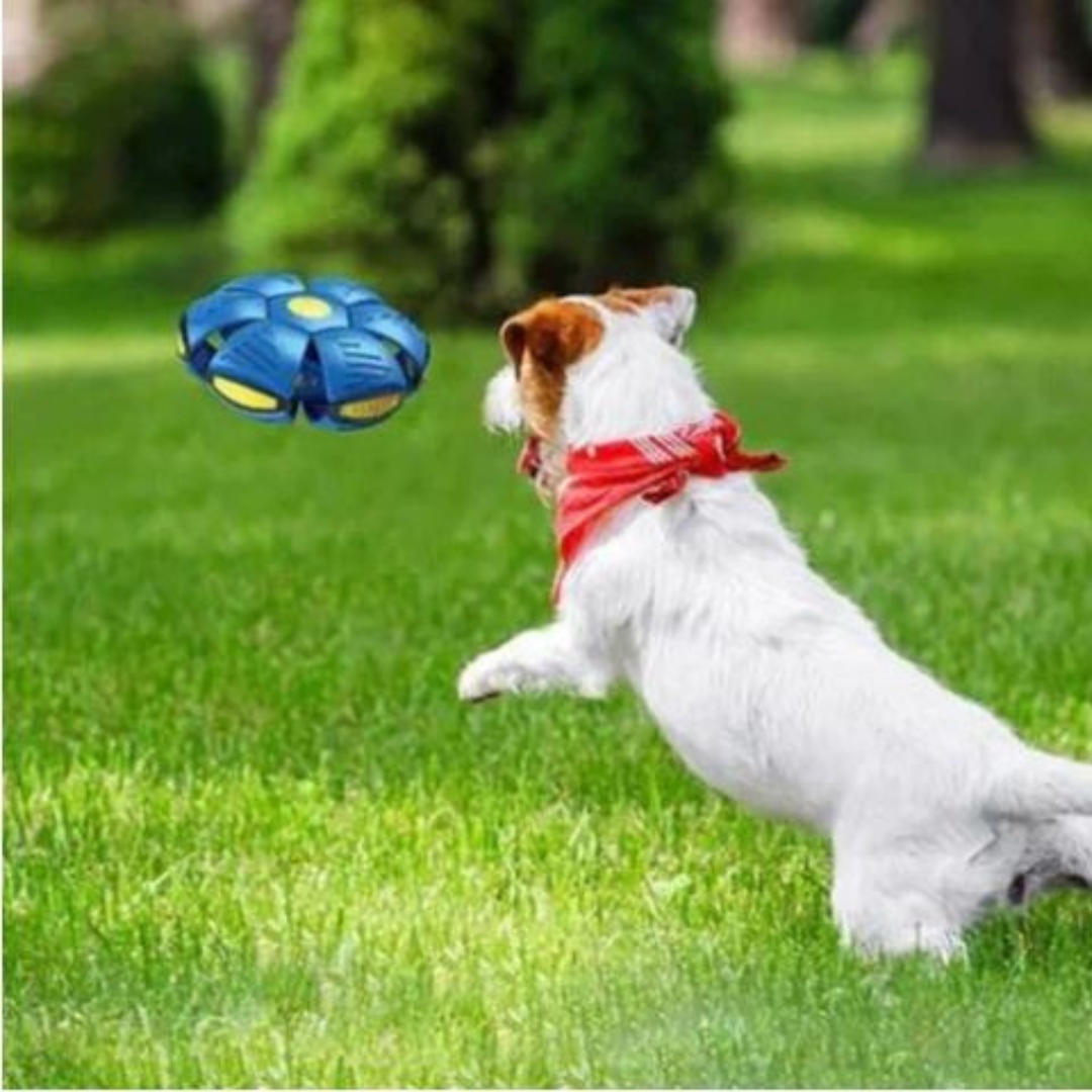 DogFri™ DiscBall 1+1 ZDARMA - Psí Disková Hračka